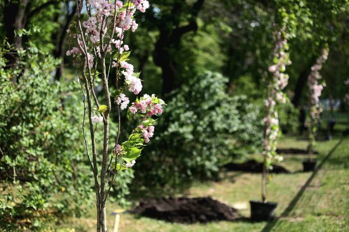 В ботаническом саду высадили аллею сакур в память о погибших каразинцах (фото)