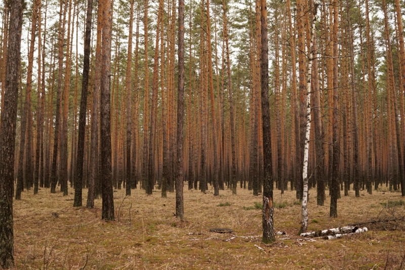В Харьковской области будут высаживать стойкие леса
