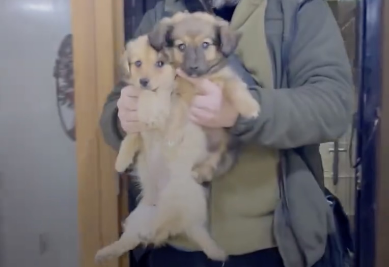 В Харьковской области спасли двух щенков, которые провалились в общественный туалет (видео)