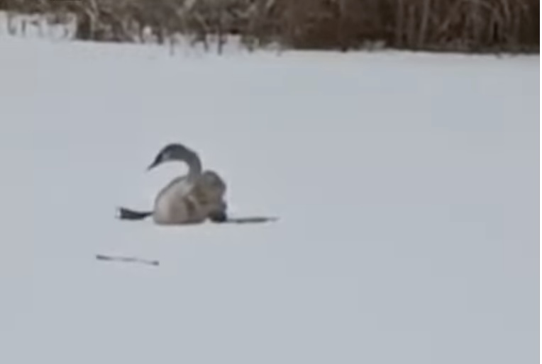 На Харківщині врятували 2 лебедів, які примерзли до криги (відео)