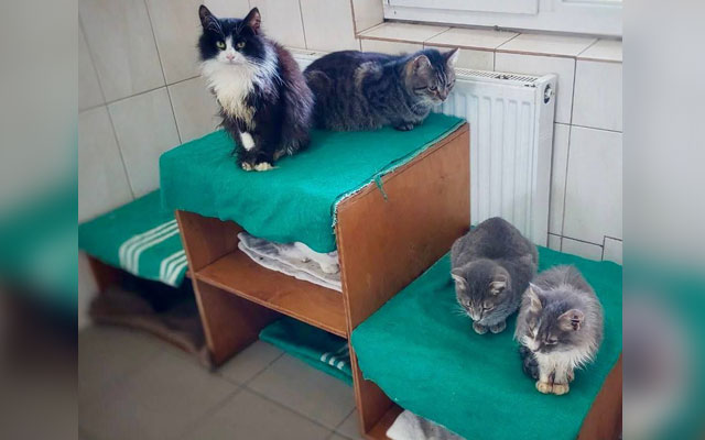 Харьковчане собрали две тонны теплых вещей для бездомных животных (фото)