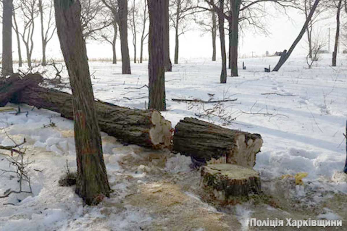 В Дергачах задержан пенсионер с бензопилой