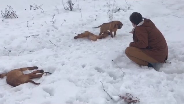 Гибель щенков под Харьковом: стала известна причина смерти