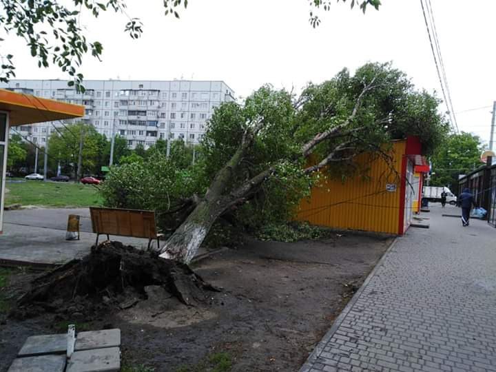 В Харькове дерево рухнуло на киоск (фото)