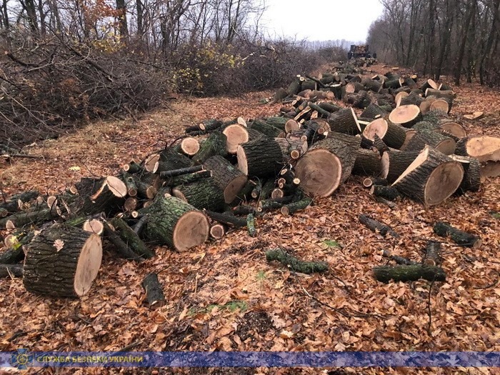 Под Харьковом уничтожали лесополосы возле железной дороги