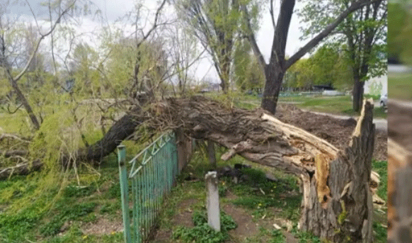 Дерево на волге