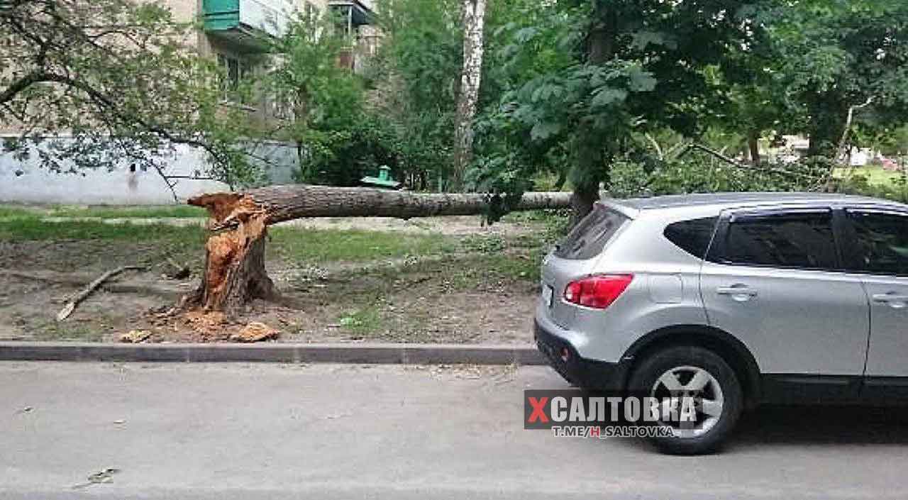 На Салтовке рухнуло дерево