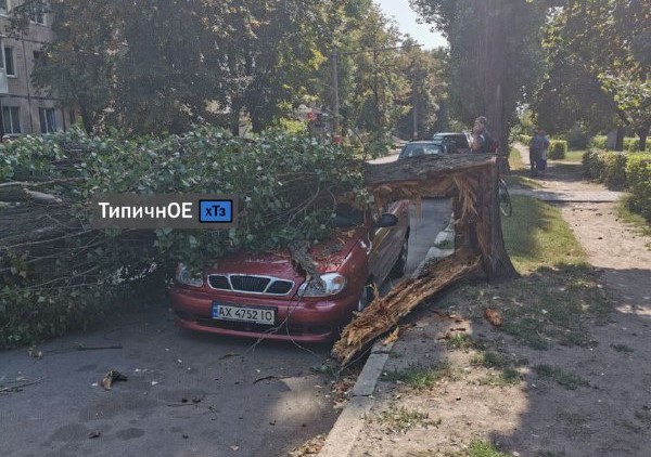 На ХТЗ на машину рухнуло дерево (фото)