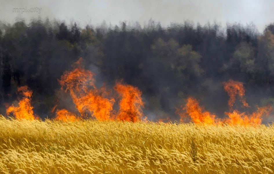 У Харківській області через обстріли РФ горять поля з урожаєм: скільки згоріло пшениці