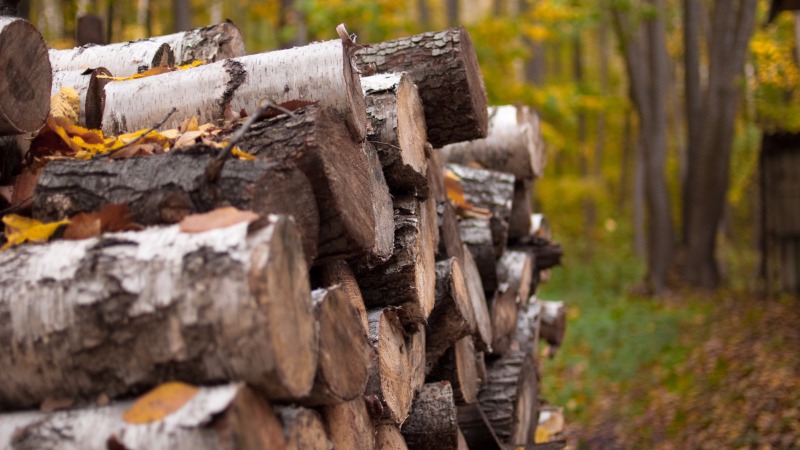 Отопительный сезон: в Харьковской области не разрешат рубить лес на дрова