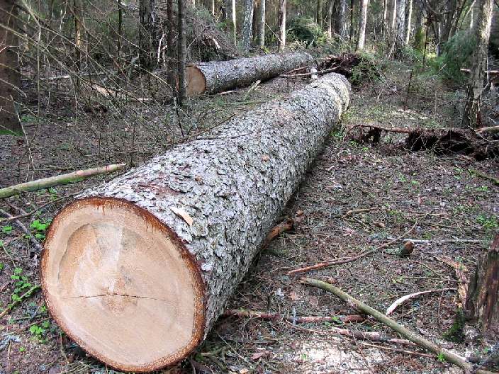 Полтавці вирубували ліс у Харківській області