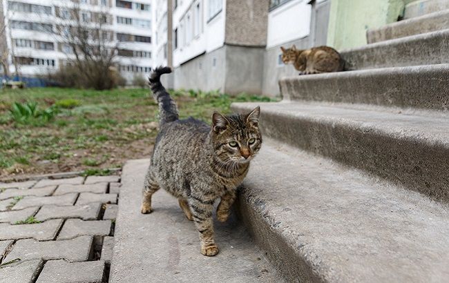 В Харьковской области бездомных животных замуровывают в подвалах