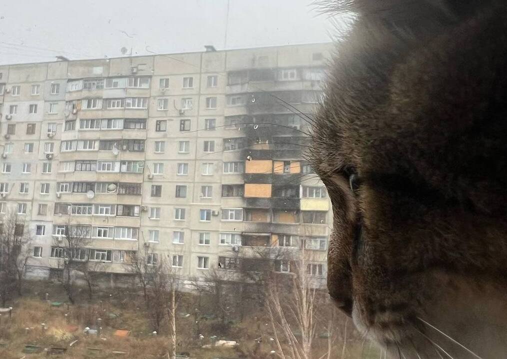 Знаменитий кіт Степан повернувся до Харкова (фото)