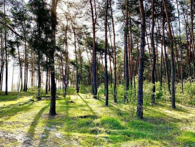 Терехов выступил против вырубки леса в Харькове