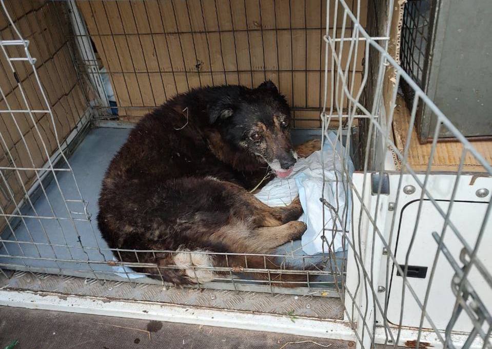 У Харкові патрульні врятували собаку, який постраждав у ДТП