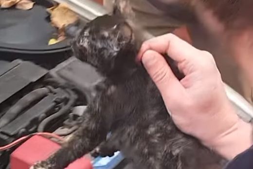 Кот ездил по Харькову под капотом авто (видео)