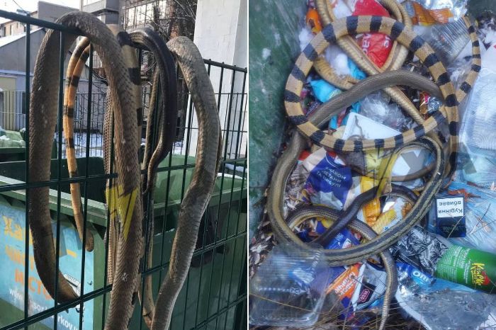 Кілька мертвих змій знайшли на смітнику в Харкові (фото)
