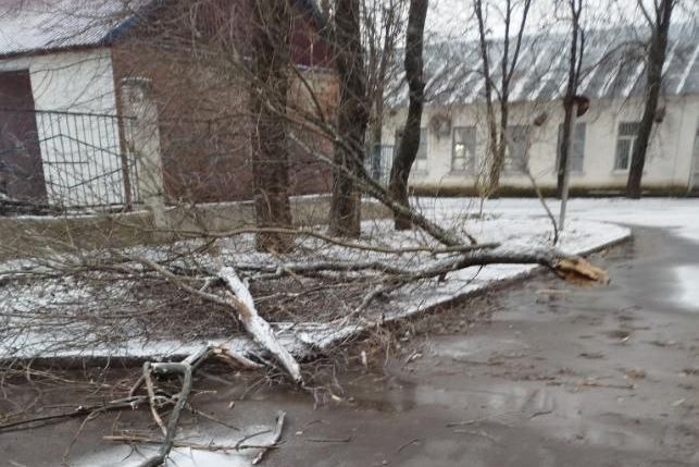 Шквальний вітер повалив дерева й обірвав дроти в Харківській області (фото)