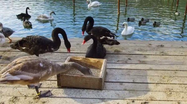 Экопарк собирает птиц, не улетевших в теплые края (видео)