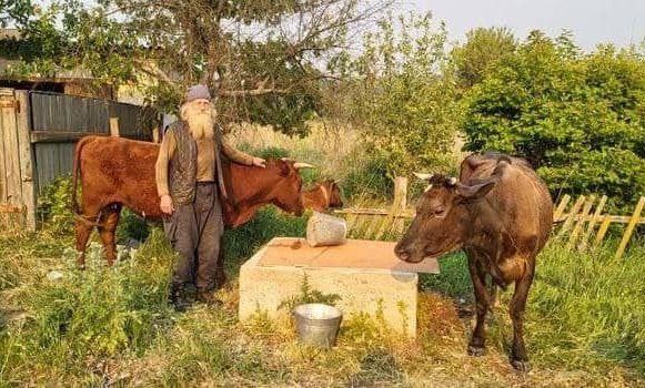 Пенсионер с тремя коровами прошел 60 километров, чтобы спастись от россиян