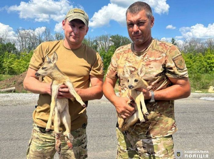 На блокпост в Харьковской области принесли маленьких косуль: их спасли и передали в экопарк