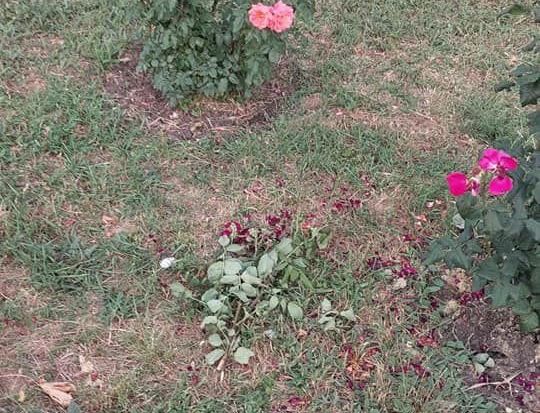 В Лозовой обещают 20 тысяч гривен награды тому, кто поможет найти вандалов, которые сломали розы