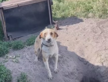 Пес в Харьковской области вырыл себе убежище, чтобы прятаться от обстрелов