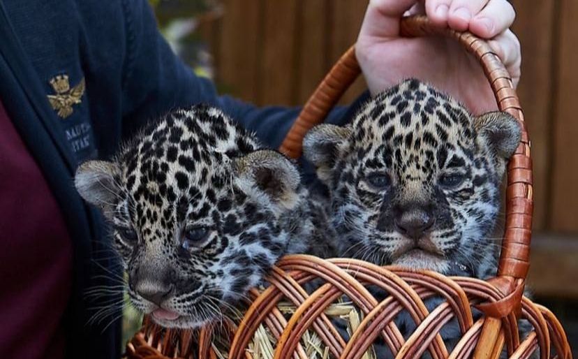 У Харківському зоопарку народилися ягуари: містян запрошують обрати імена для малят