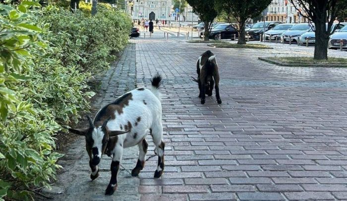В центре Киева пасутся козы из Харьковской области (фото)
