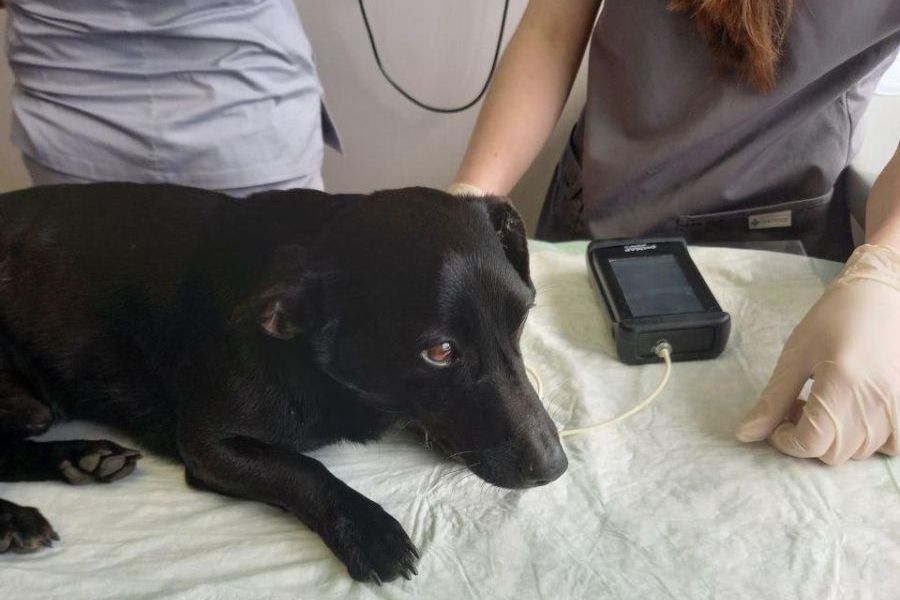 Живодер из Харьковской области повесил двух собак и добивал их обухом топора