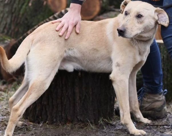 Сім'я з Харківської області знайшла свого собаку після двох років розлуки