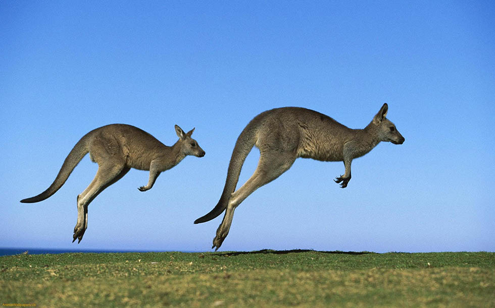 Двох кенгуру з Харкова перевезуть до Полтави