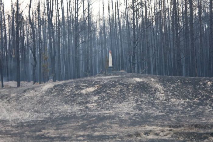 Лес после пожара в Харьковской области