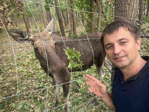 Лось в екопарку після обстрілу