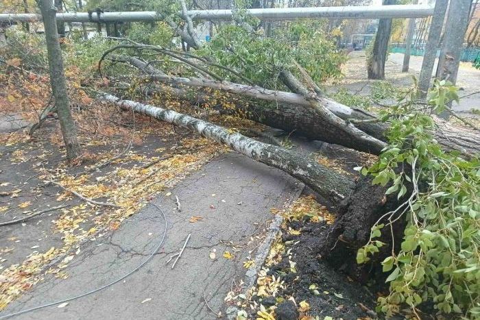 Упавшее дерево в Лозовой