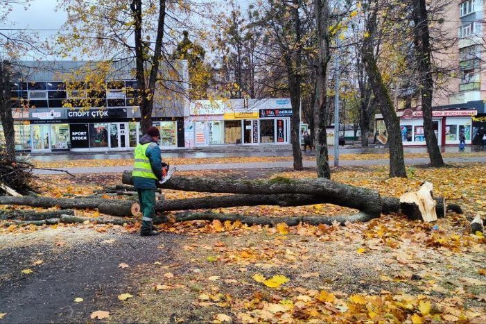 Упавшее дерево в Харькове