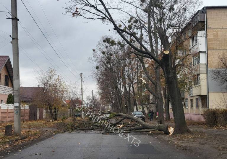 дерево на дорозі