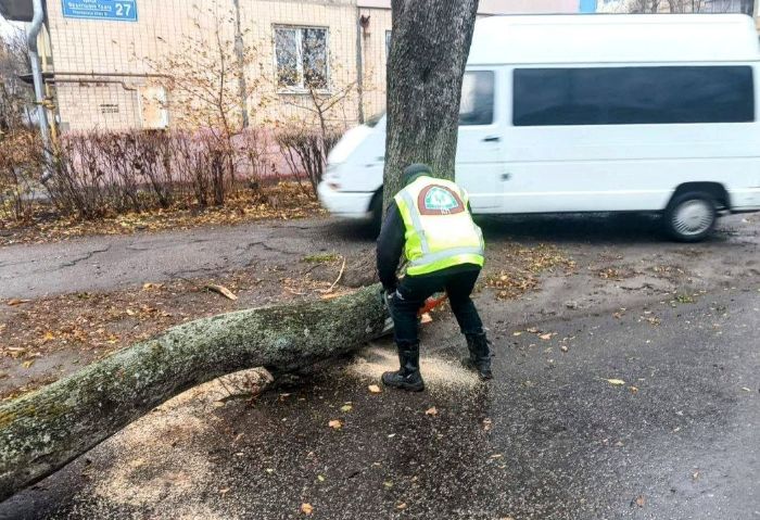 В Харькове упавшее дерево перегородило дорогу (фото)