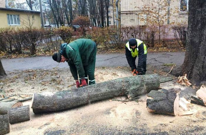 В Харькове упавшее дерево перегородило дорогу (фото)