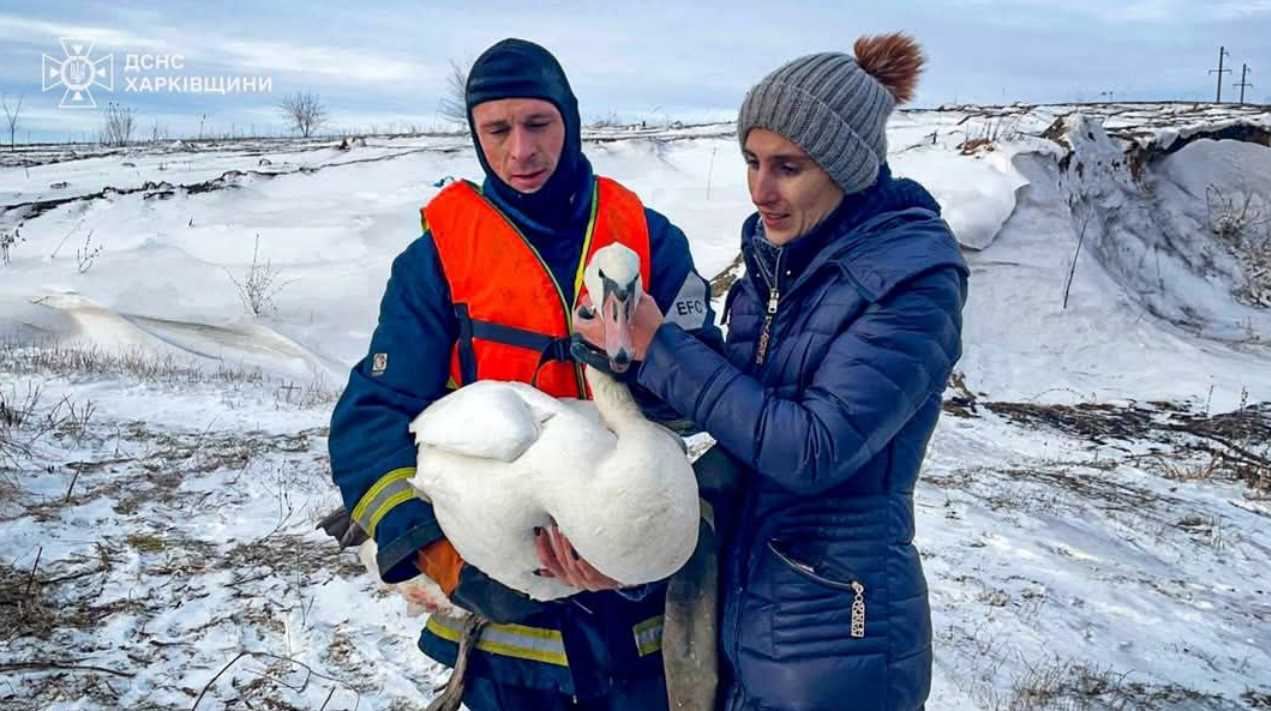 Під Харковом врятували пораненого лебедя