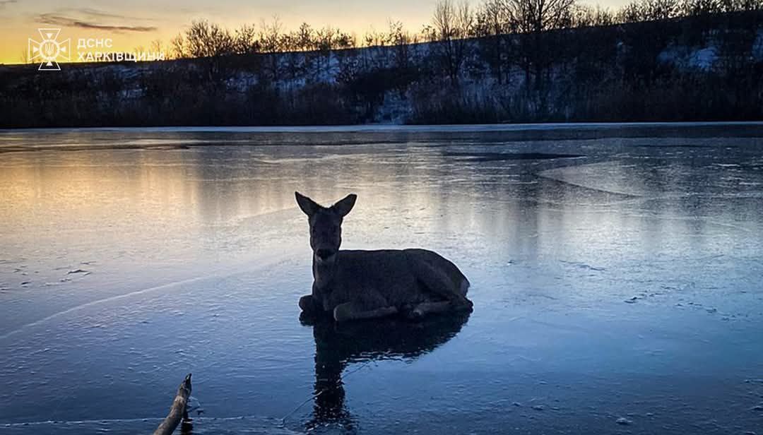 козуля в воді