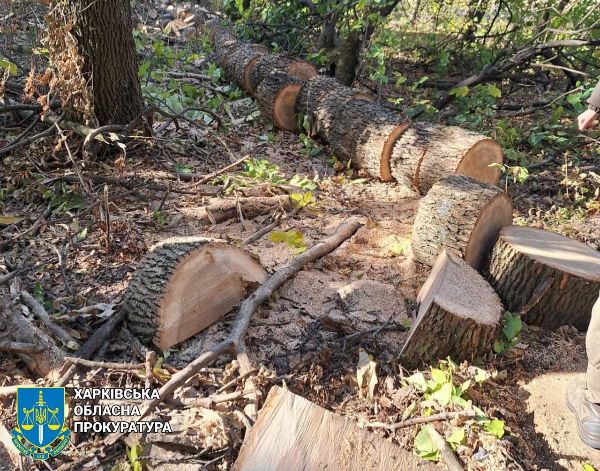 В Харьковской области вырубили 1800 деревьев (фото)