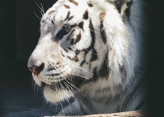 Харківський зоопарк запрошує на нові програми: коли та як потрапити