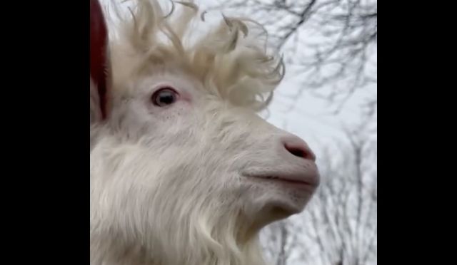 В екопарку зʼявився новий мешканець - козлик Сніжок (відео)