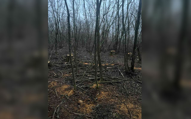 В Лозовской громаде неизвестные вырубили 38 деревьев