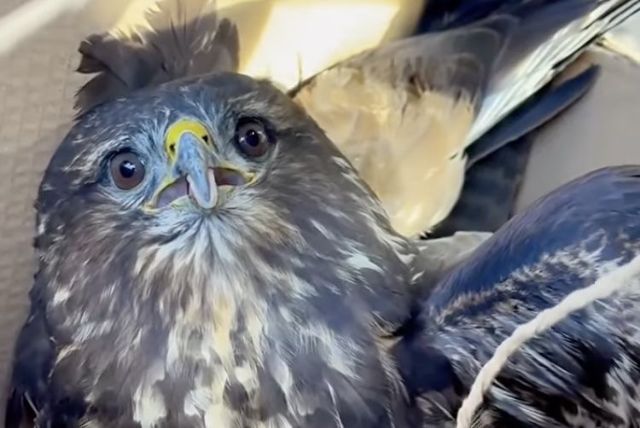 В Харькове спасают птицу, которая находится под защитой международных конвенций (видео)