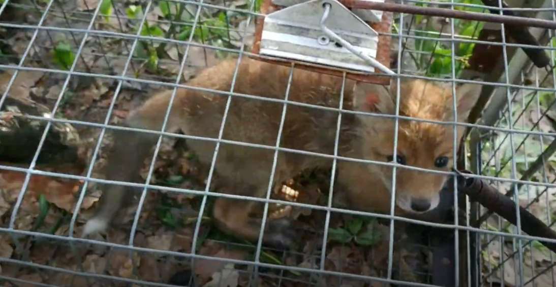 Харьковчанин снимал убийства лисиц собаками для YouTube: возбуждено уголовное дело