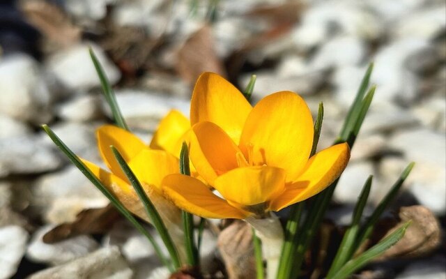 В Центральном парке расцвели крокусы (фото)