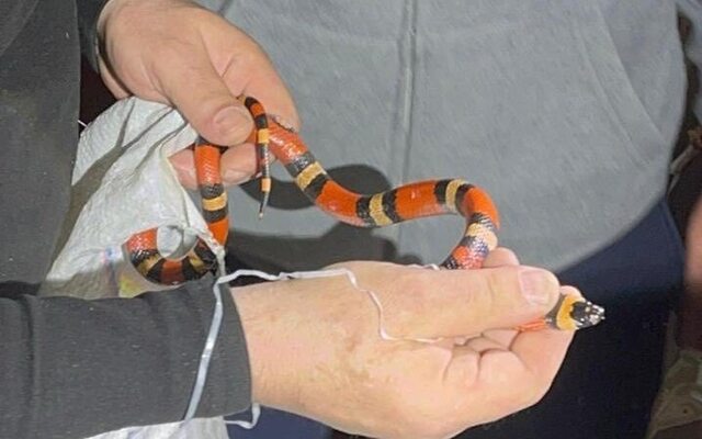 В Харькове в пятиэтажке нашли змею в стиральной машине (фото)