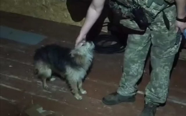 С передовой в Харьковской области спасли кота и собаку: дрон нес их по воздуху несколько километров (видео)